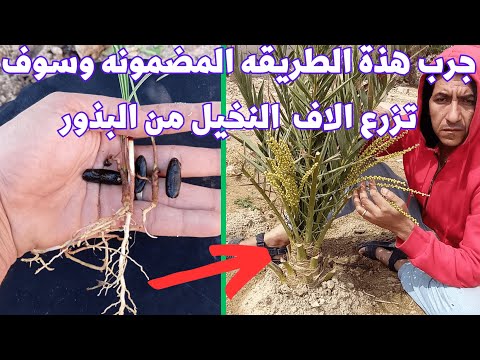 طريقه ناجحه ومجربه لزراعه النخيل من البذور مع ضمان الاثمار مبكرا ااا ازرع الاف البذور ااا