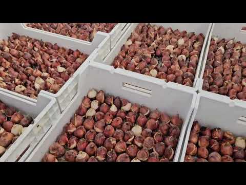 Бизнес на тюльпанах и гортензии. Опыт от @павелкучеров-ю8с Белтюльпан