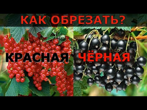 Всё об обрезке смородины - чёрной и красной