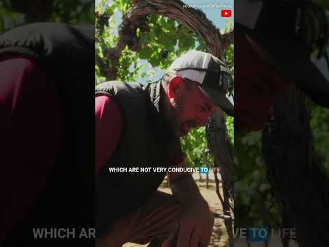 Tour our Vineyard with Brian!