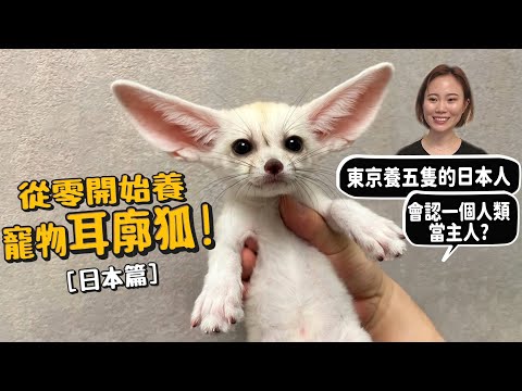 【從零開始養】寵物耳廓狐!東京飼養最多的人!耳朵為什麼這麼大?親手奶大三寶寶!【許伯簡芝】