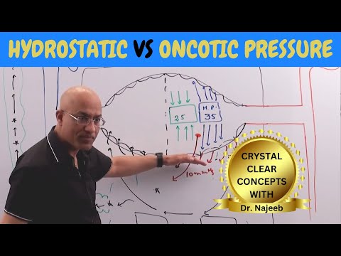 Hydrostatic vs Oncotic Pressure | Vascular Physiology🩺