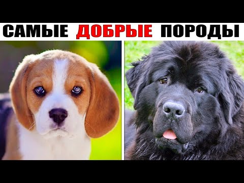 15 Kindest Dog Breeds in the World