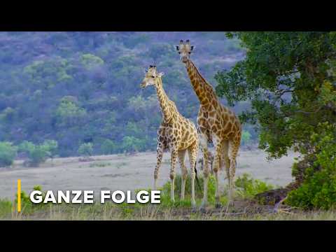 Räuber vs. Beute auf der afrikanischen Savanne | Ikonen der Wildnis 105