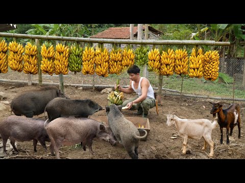 Banana harvesting: young CEO quits his career to raise pigs and live a free life.
