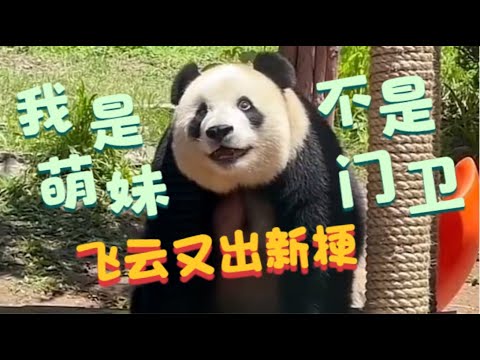 大熊猫飞云又出新梗，表情神似吃菌菇出现幻觉。熊猫届第一萌妹的超萌往事，和金虎联手贡献的无数笑料