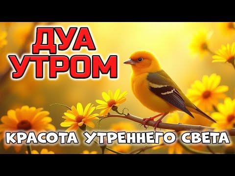КРАСИВЕЙШЕЕ ДУА НА РАССВЕТЕ 🤲❤️