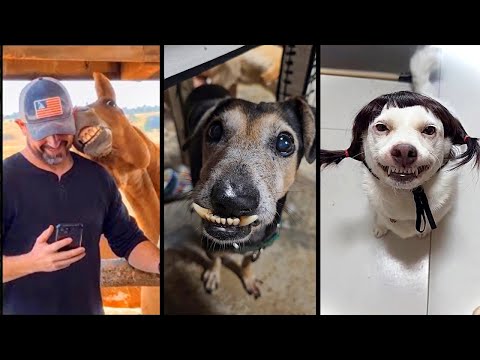 Funny ANIMALS videos 😂 Funniest CATS😺 and DOGS🐶 2025, part3