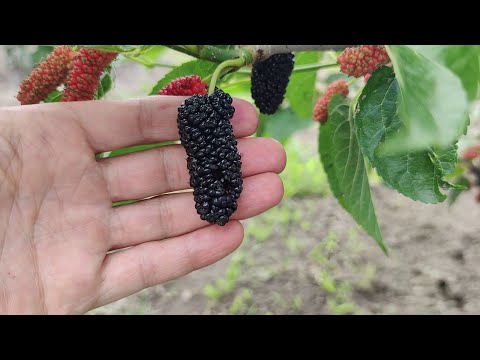mulberry grafting development during the season