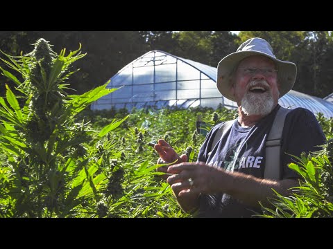 KING'S FIELD - A Maine Cannabis Story