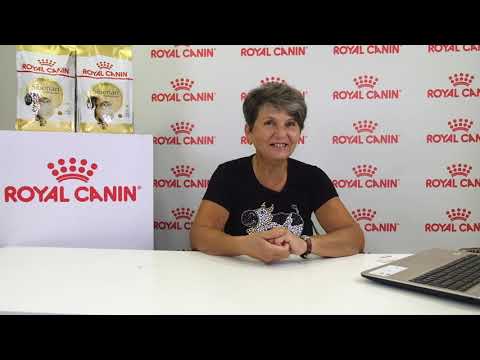 Рисованные и сложно сочетанные окрасы.