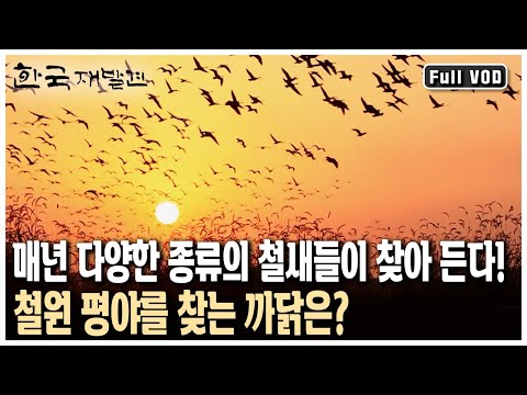 338.85ha 면적의 토교저수지! 쇠기러기를 시작으로 재두루미까지 철새들의 군무를 만날 수 있는 땅! 강원 철원 (KBS 20131027 방송)