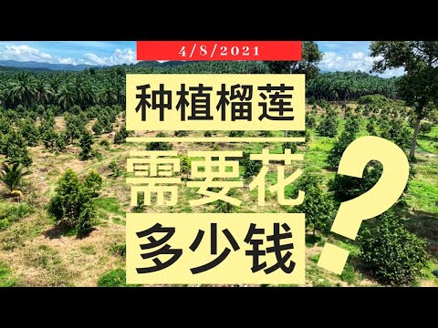 种植榴莲到底要花多少钱?! #榴莲 #猫山王榴莲 #榴莲种植 #榴莲聊一聊｜Vlog307【6大支出💰】