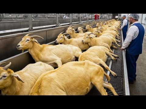 The Shocking Speed of Modern Farming: Thousands of Animals Handled Every Minute - Documentary