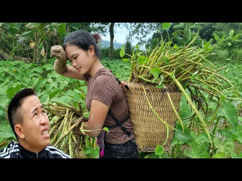 FULL VIDEO: 50 Days I visited my boyfriend - Harvest Agricultural to market sell | Live with nature