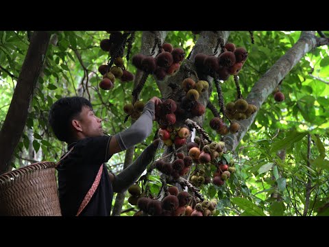 Harvesting produce in the forest for sale, Delicious ripe figs | Triệu Văn Tính