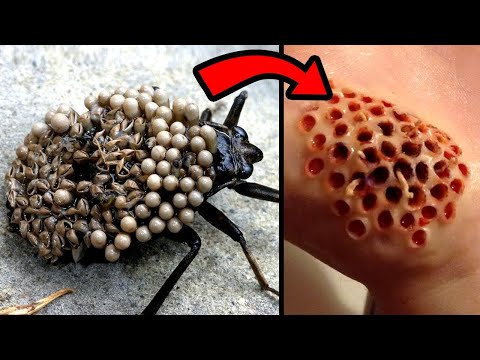 When Animals Are Too Dangerous to Touch