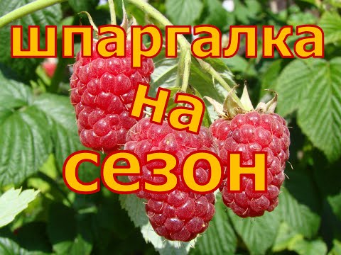 ШПАРГАЛКА по МАЛИНЕ на сезон! Уход от А до Я!