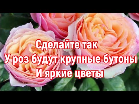РОЗЫ 🌹 СДЕЛАЙТЕ ЭТО И У ВАШИХ РОЗ БУДУТ КРУПНЫЕ БУТОНЫ И ЯРКИЙ ЦВЕТЫ 🌹!
