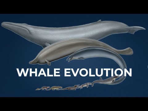 Tracing Whale Evolution: Origin of Cetaceans
