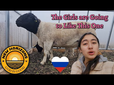 The Girls are Going to Like This One 🐑 Farming in RUSSIA 🇷🇺 ❤️