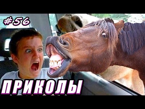 ПРИКОЛЫ 2024  РЖАЛ ДО СЛЕЗ 😂 26 Минут ОТБОРНЫХ Русских приколов ИЮНЬ 2024 Смешные видео  #56