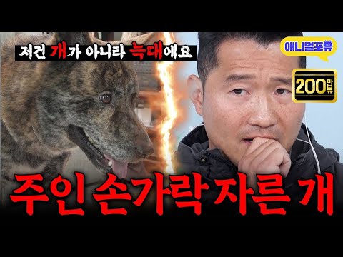 [악마견 1부] 주인 손가락이 잘렸다.. 레전드 악마견 등장에 결국 강형욱마저 포기..?  I KBS 개는 훌륭하다 240513 방송