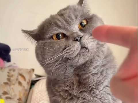 那些脾氣暴躁的社會貓，全員喪彪#貓咪#社會貓