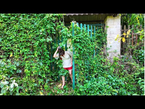 TIME LAPSE - Top 5 ABANDONED HOUSES Swallowed by Nature -  Extreme Jungle Cleanup