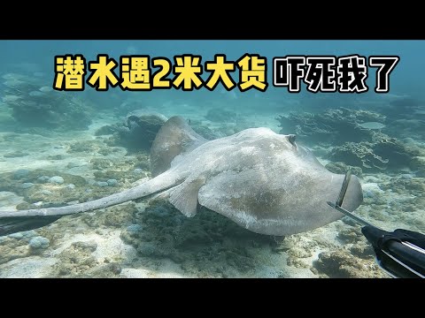 《环球探海记》阿曼 第46天：今天带粉丝朋友潜水赶海，收获1条超大的猪齿鱼！   #自由潜渔猎  #阿曼马西拉岛  #环球赶海旅行