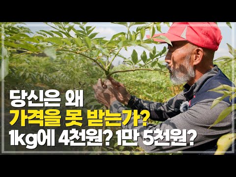 두릅 가격의 비밀! 같은 품질, 다른 가격 왜? 여름 두릅, 늦게까지 수확하면 큰일난다!