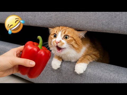 Try Not To Laugh 😂 The Funniest Cats and Dogs of 2025 🐱🐶