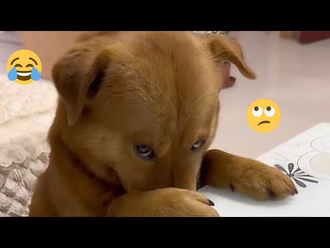 2025 Is Almost Over… But These Dogs Are Still Pure Comedy 😂🐶 Funny Dog Videos 2025 #8