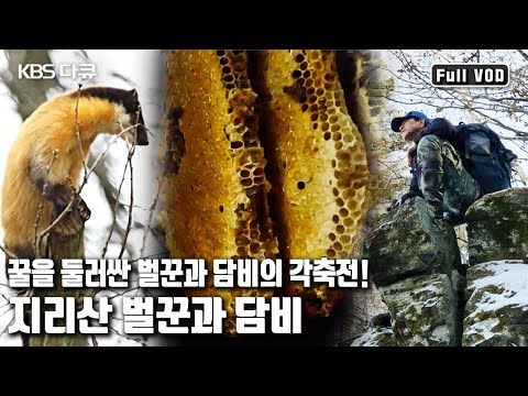 지리산 자락, 담비와 벌꾼의 꿀 쟁탈전 1년의 기록! 누가 🍯꿀을 차지할 것인가? | 지리산 벌꾼과 담비’ (KBS 20160317 방송)