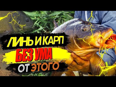 Killer for carp, crucian carp, tench, and all other peaceful fish. Super dough for fishing. DIY b...