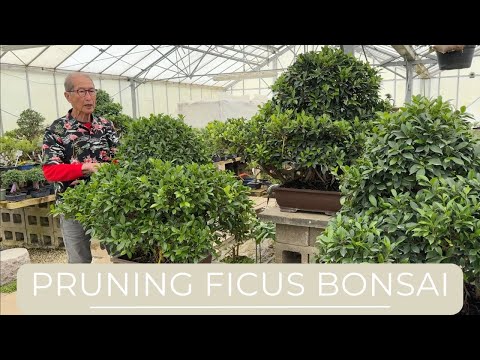 Pruning Ficus Bonsai