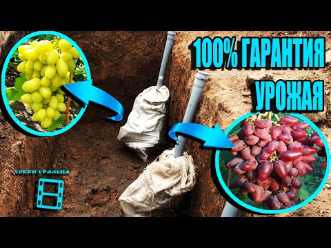 THIS GRAPE PLANTING GUARANTEE A SUPER HARVEST. GRAPE IRRIGATION SYSTEM NORTHERN VINEYARD 24-21