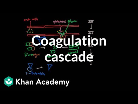 Coagulation cascade | Human anatomy and physiology | Health & Medicine | Khan Academy