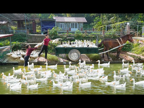 Harvesting Many Geese at Ly Phuc Vy's Farm - Use Horse Drawn Cart Transport geese Go To Market Sell