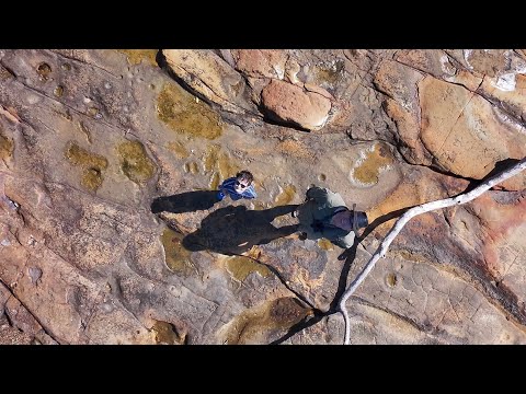 Finding Matthew Flinders Engraved Compass [Catching Mud Crab In Mangroves] 