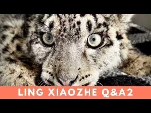 Snow Leopard Ling Xiaozhe’s Recovery Story: Last Episode’s Questions Answered and Outdoor Life