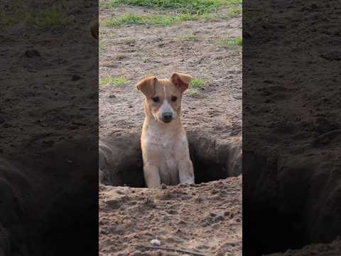 Meet Cleo! The Sweetest Puppy, she is now adopted.
