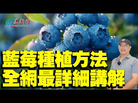 How to grow blueberries