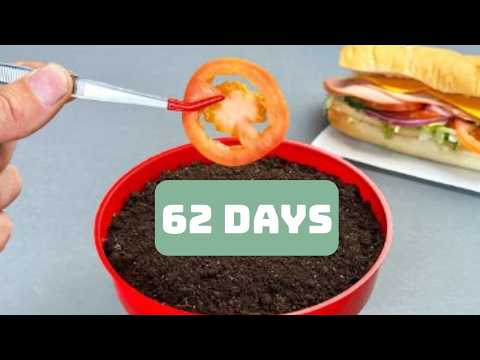 I Grew TOMATO from a SUBWAY Sandwich | TIME LAPSE