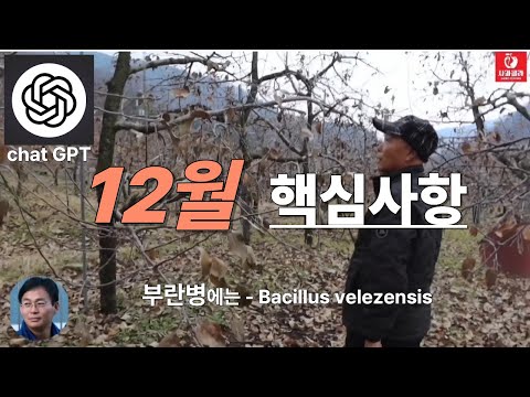 [사과재배] 12월,핵심사항/반드시 시비하여야한다/부란병 방제 철저