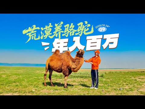 横穿中国内蒙古，探寻荒漠草原养骆驼年入百万的秘密
