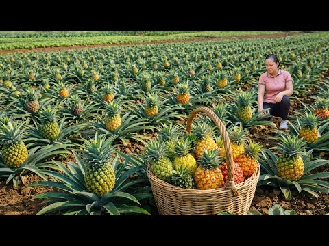 Harvesting Colorful Pineapples and Taking Them to the Market – Caring for the Pigeon Flock