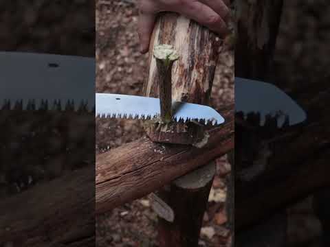 Bushcraft skills #bushcraft #survival #camping #outdoors #lifehacks #forest #shorts Part 1