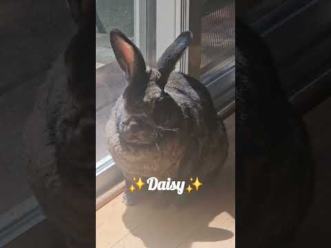 my human daughter and my stinky boi #smosh #smoshmouth @TheShayneTopp@DamienHaasTV