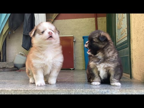 [Sub] A Video of Puppies Whining the Whole Time